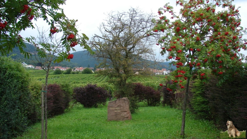 Ritterstein Nr. 183-3 Dagoert-Hecke.JPG - Ritterstein Nr.183 Dagobert-Hecke